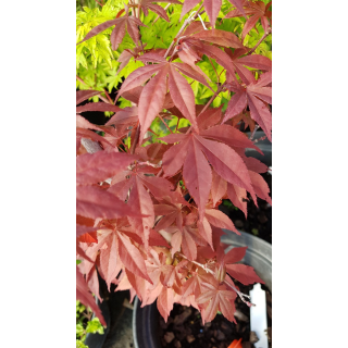 Acer palmatum 'Atropurpureum' / Erable du Japon pourpre