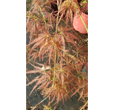 Acer palmatum dissectum 'Garnet' / Erable du Japon Ã  feuilles rouge trÃ¨s dÃ©coupÃ©es