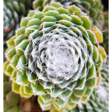 Sempervivum chick charms Â® 'Cotton candy' / joubarbe Ã  rosette vert et blanc au centre