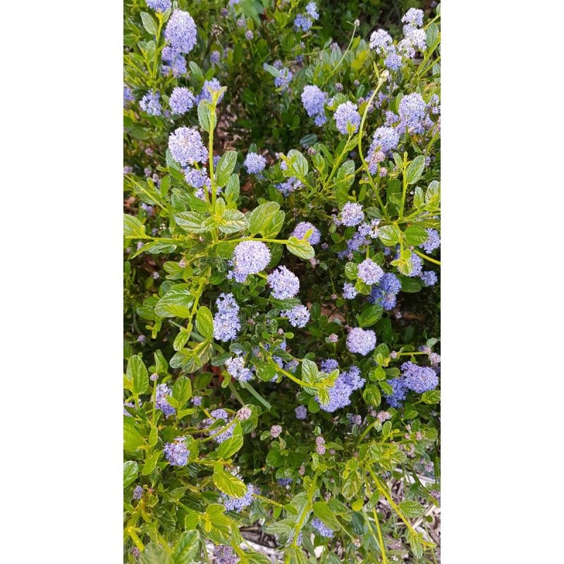 Ceanothus thrysiflorus 'Skylark' / Lilas de Californie Bleu