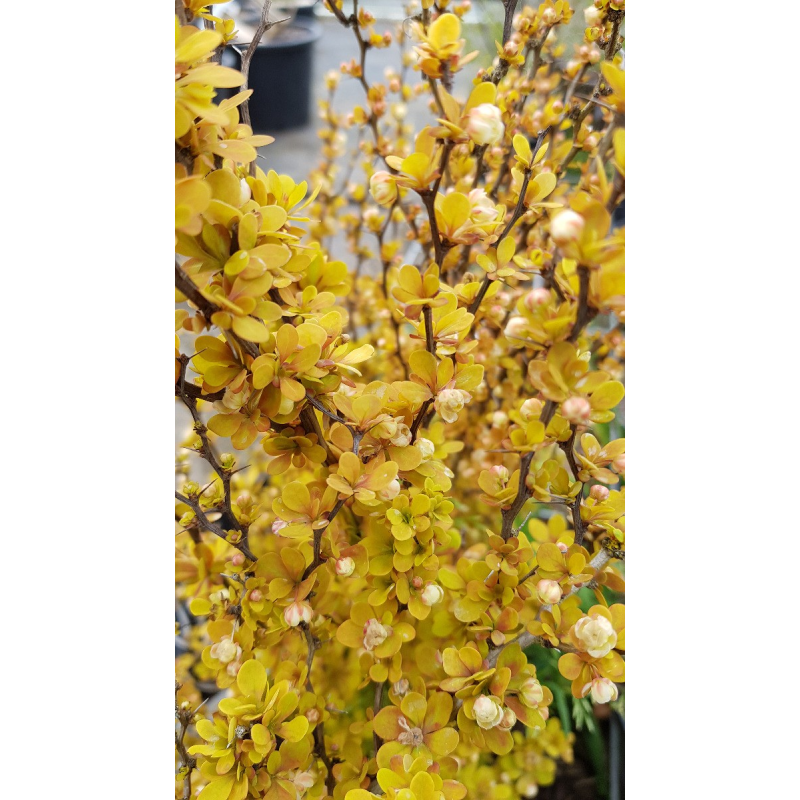 Berberis thunbergii 'Orange Torch'Â® / Ã‰pine-vinette de Thunberg ORANGE TORCHÂ®