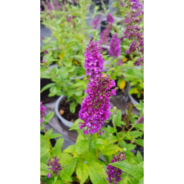 Buddleia x 'Miss Violet' / Arbre aux papillons nain violet