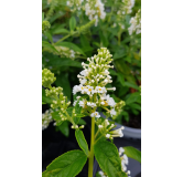 Buddleia x WHITE CHIPÂ® 'Ice Chip' / Arbre aux papillons nain blanc