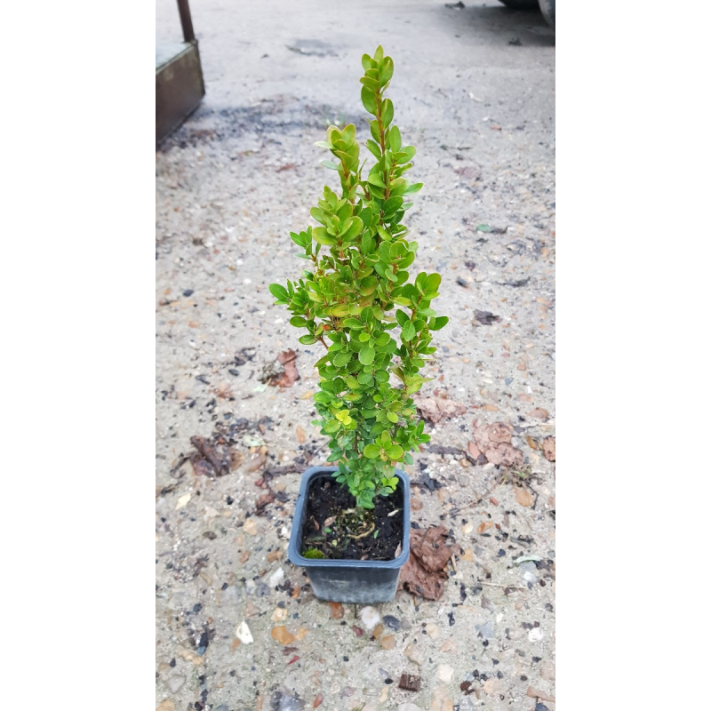 Buxus sempervirens 'ChÃ¢teau' par 10 / Buis Ã  bordures