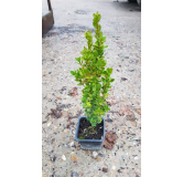 Buxus sempervirens 'ChÃ¢teau' par 10 / Buis Ã  bordures