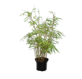 Fargesia rufa - hauteur totale 40-70 cm - pot 2 ltr