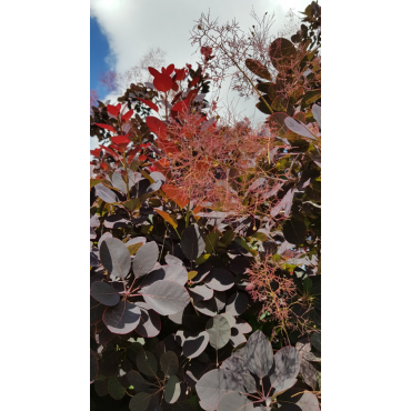 Cotinus dummeri 'Rubrifolius' / Arbre Ã  perruque