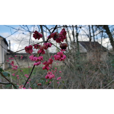 Euonymus europaeus 'Red Cascadeâ€™ / Fusain dâ€™Europe