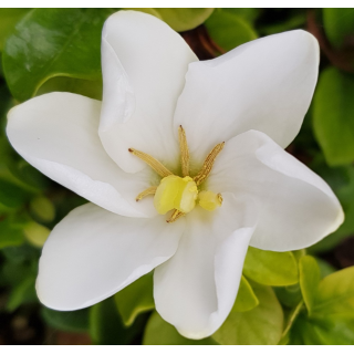 Gardenia jasminoides 'Kleim's Hardy' / GardÃ©nia rustique Ã  fleurs simples