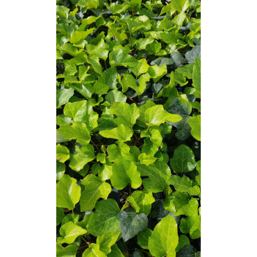 Hedera algeriensis 'Bellecour'Â® / Lierre des canaries