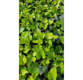 Hedera algeriensis 'Bellecour'Â® / Lierre des canaries