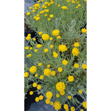 Helichrysum italicum ssp Serotinum / Plante Curry