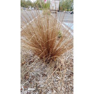 Carex buchananii / LaÃ®che de Buchanan