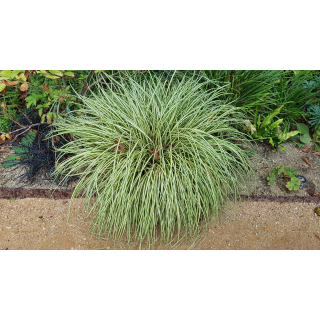 Carex oshimensis 'Evergold'  / LaÃ®che dâ€™Oshima Evergold