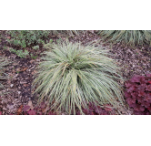 Carex oshimensis 'Everest'Â®  / LaÃ®che dâ€™Oshima EverestÂ®