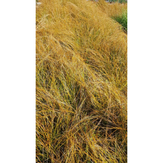 Carex testacea 'Prairie Fire'  / LaÃ®che orange