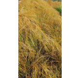 Carex testacea 'Prairie Fire'  / LaÃ®che orange