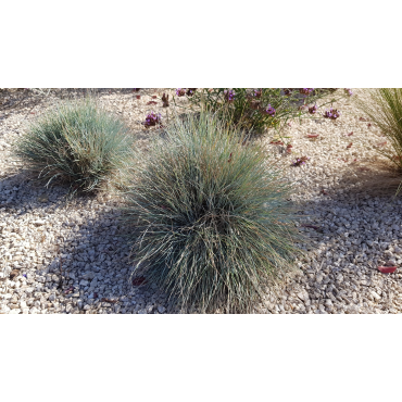 Festuca glauca 'Elijah Blue' / FÃ©tuque Bleu