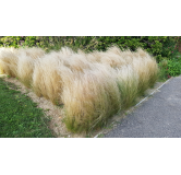 Stipa tenuissima 'Pony Tails' / Cheveux d'ange