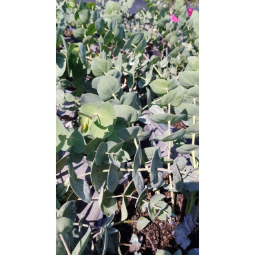 Parahebe perfoliata / VÃ©ronique rampante Ã  feuilles d'Eucalyptus