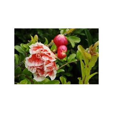 Punica granatum 'Legrelliae' / Grand grenadier Ã  fleurs