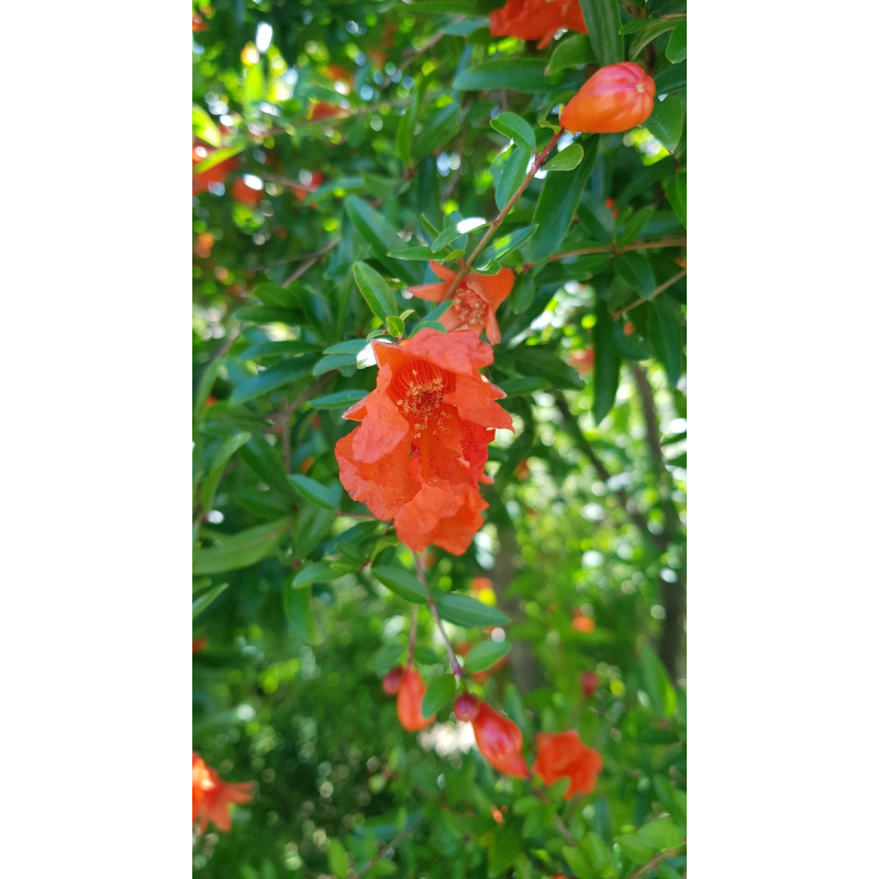 Punica granatum 'Nana Gracilissima' / Grenadier Ã  fleurs nain