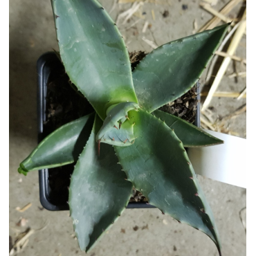 Agave applanata