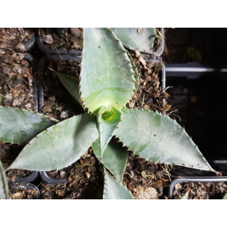 Agave palmeri / Agave de Palmer