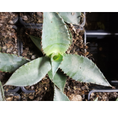 Agave palmeri / Agave de Palmer