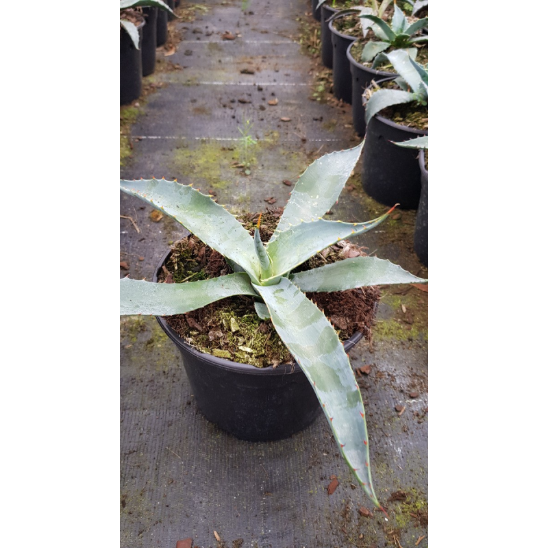 Agave chrysantha 'Giant' / Agave dorÃ©e