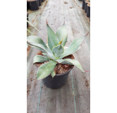 Agave maximiliana