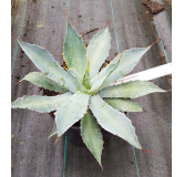 Agave potatorum