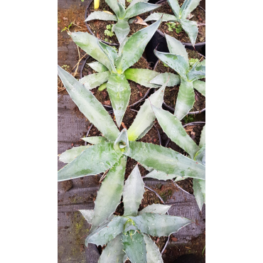 Agave salmiana crassispina