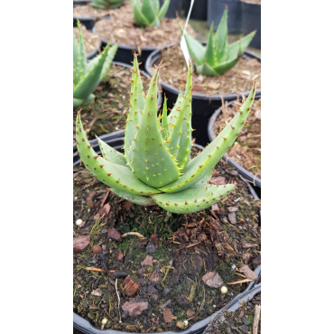 Aloe broomii / AloÃ¨s de Broom