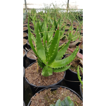 Aloe bussei