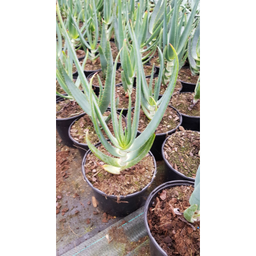 Aloe hexapetala / Aloe Ã  tÃªte penchÃ©e