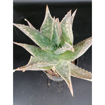 Aloe maculata / AloÃ¨s maculÃ©