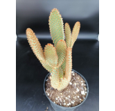 Opuntia microdasys Var. Rufida