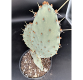 Opuntia sanguinocula