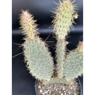 Opuntia strigil cv. Kurt