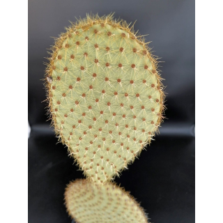 Opuntia scheerii