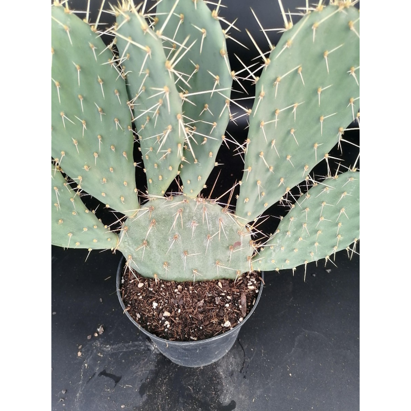 Opuntia phaeacantha / opuntia Ã  aiguilles de feu