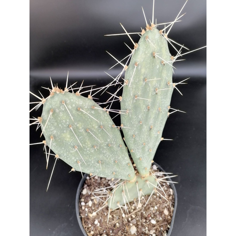 Opuntia phaeacantha 'Orangeade'