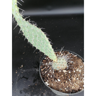 Opuntia phaecantha 'Fremont'