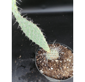 Opuntia phaecantha 'Fremont'