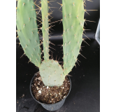 Opuntia elatior