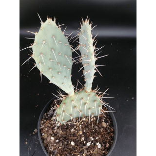 Opuntia x curvispina