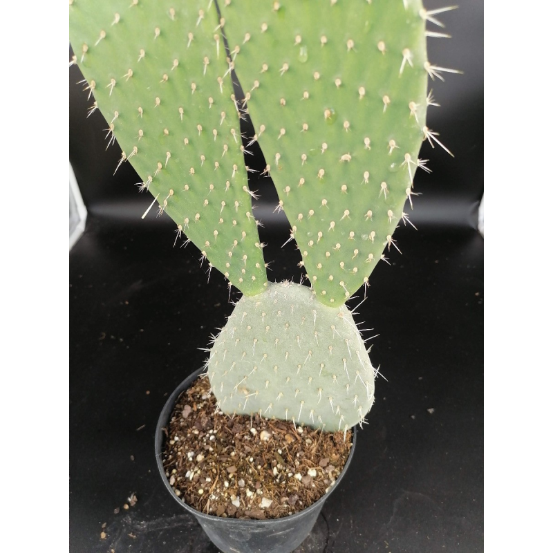 Opuntia chiangiana 'Xoconostle'