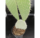 Opuntia chiangiana 'Xoconostle'