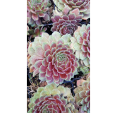 Sempervivum Chick CharmsÂ® Berry Bomb / Joubarbe Berry Bomb